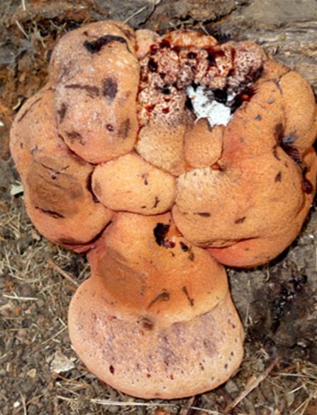 The anamorphic state of this fungus with a very aberrant form on oak in Basildon, Essex